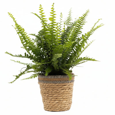 Nephrolepis Green Lady Farn im P&PURE-Korb – Ø 12 cm – ↕ 35 cm