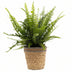 Nephrolepis Green Lady Farn im P&PURE-Korb – Ø 12 cm – ↕ 35 cm Bild 1