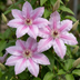 4x Clematis Nelly Moser - Clematis Nelly Moser - Weiß - Rosa - Kletterpflanze - Ø9cm - ↕35cm Bild 3