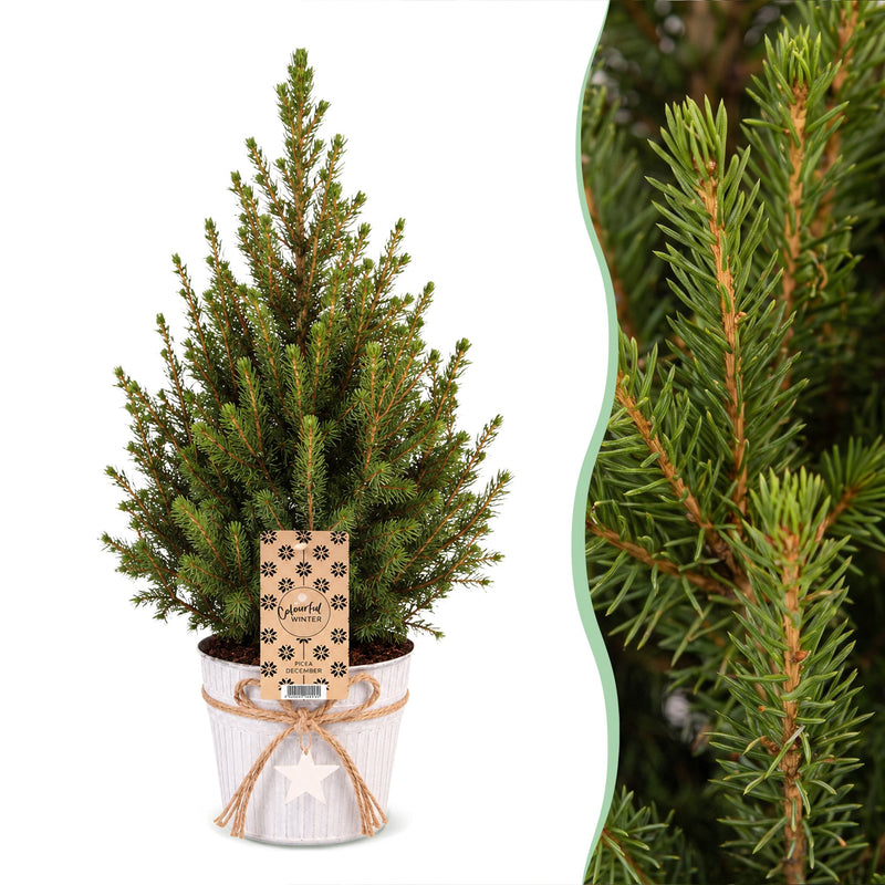 Picea glauca Conica - Zuckerhutfichte - Grün - Weihnachtsbaum - inkl. Zinktopf - Ø17cm - ↕65cm