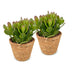 2x Crassula Ovata - Geldbaum - Grün - Sukkulente/Kaktus - incl. mand - Ø12cm Bild 2