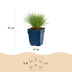 Green boutiQ - Perennials - Festuca glauca - Blue Fescue - Evergreen - Blue - 6 plants - Pot 11cm - Height 15-25cm Bild 3