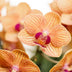 Orange Jamaica Orchidee im gelben Topf – blühend, Ø9cm Bild 2