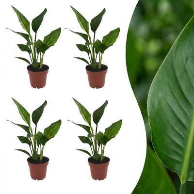 Green boutiQ - Strelitzia Reginea - Paradiesvogelblume - 4 Pflanzen - Topf 12cm - Höhe - 35cm