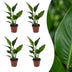 Green boutiQ - Strelitzia Reginea - Paradiesvogelblume - 4 Pflanzen - Topf 12cm - Höhe - 35cm Bild 1