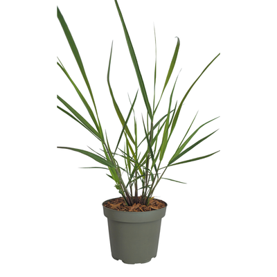 6x Panicum virgatum 'Rotstrahlbusch' – Ornamental Grass with Warm Autumn Colors | Pot size 12 cm