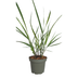 6x Panicum virgatum „Rotstrahlbusch“ – Ziergras mit warmen Herbstfarben | Topfgröße 12 cm Bild 2