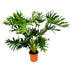 Philodendron Selloum - Große Zimmerpflanze, 100 cm, Ø24 Bild 1