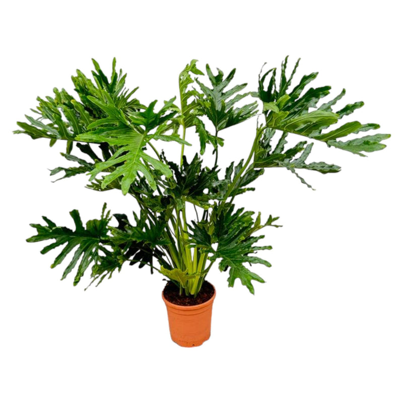 Philodendron Selloum - Große Zimmerpflanze, 100 cm, Ø24