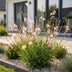 Gaura 'Whirling Butterflies' - Weiße Prachtkerze - 1 Pflanze im Topf Bild 6