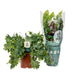 Phlebodium Davana Tree Fern in 12cm pot, 35cm high Bild 2