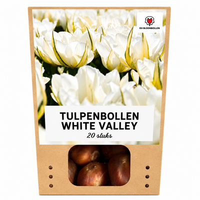 Tulpenzwiebeln White Valley – 20 Stück | KH Bloembollen® | Witte Tulp – Fris, Elegant & Tijdloos – Voor Tuin of Pot – Maat 11/12 – Vers van de Teler