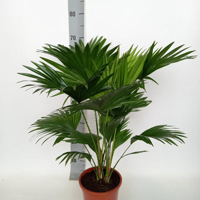 Livistona Rotundifolia Fächerpalme, 70cm hoch, Ø17cm Topf