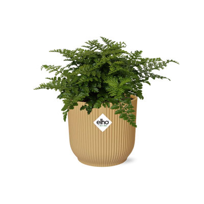 Asplenium Parvati im Topf ELHO Vibes Fold 14 cm gelb - Luftreinigend