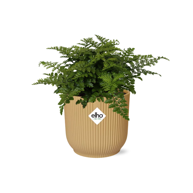 Asplenium Parvati im Topf ELHO Vibes Fold 14 cm gelb - Luftreinigend