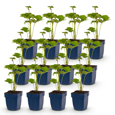 Green boutiQ - Perennial - Anemone hybr. 'Königin Charlotte' - Autumn Anemone - Shade - Pink - 12 Plants - Pot 11cm - Height 15-25cm