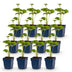 Green boutiQ - Perennial - Anemone hybr. Kön. Charlotte - Autumn Anemone - Shade - Pink - 12 Plants - Pot 11cm - Height 15-25cm Bild 2