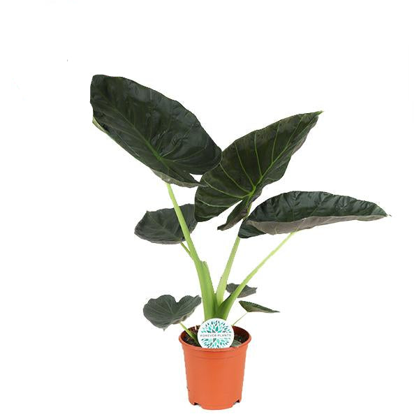 Alocasia Regal Shield - Large houseplant in a Ø21cm pot