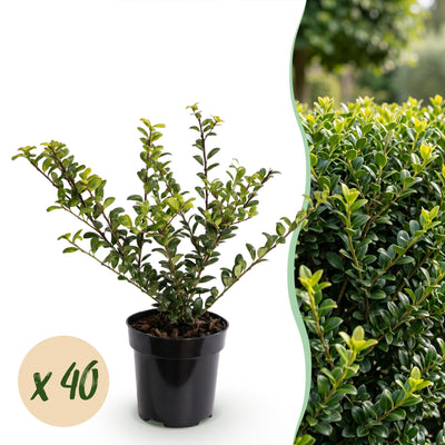 Green boutiQ - 40x Ilex crenata Golden Gem - Japanische Stechpalme - Heckenpflanzen - Immergrün - Gelb - Topf 9cm - Höhe 20-30cm