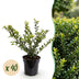 Green boutiQ - 40x Ilex crenata Golden Gem - Japanische Stechpalme - Heckenpflanzen - Immergrün - Gelb - Topf 9cm - Höhe 20-30cm Bild 1