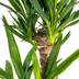 Yucca Elephantipes Ø19cm: Robuste Zimmerpflanze (70-90cm) Bild 4