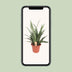 Sansevieria Diamond Green – Schwiegermutterzunge – 80cm Bild 5