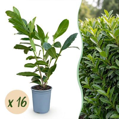 Green boutiQ - 16x Prunus laur. Caucasica - Lorbeer-Kirsche - Heckenpflanzen - Immergrün - Grün - Topf 9cm - Höhe 25-35cm