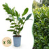 Green boutiQ - 16x Prunus laur. Caucasica - Lorbeer-Kirsche - Heckenpflanzen - Immergrün - Grün - Topf 9cm - Höhe 25-35cm Bild 1