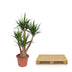 Verzweigte Elefantenfuß-Yucca (170 cm, Ø45) Bild 4