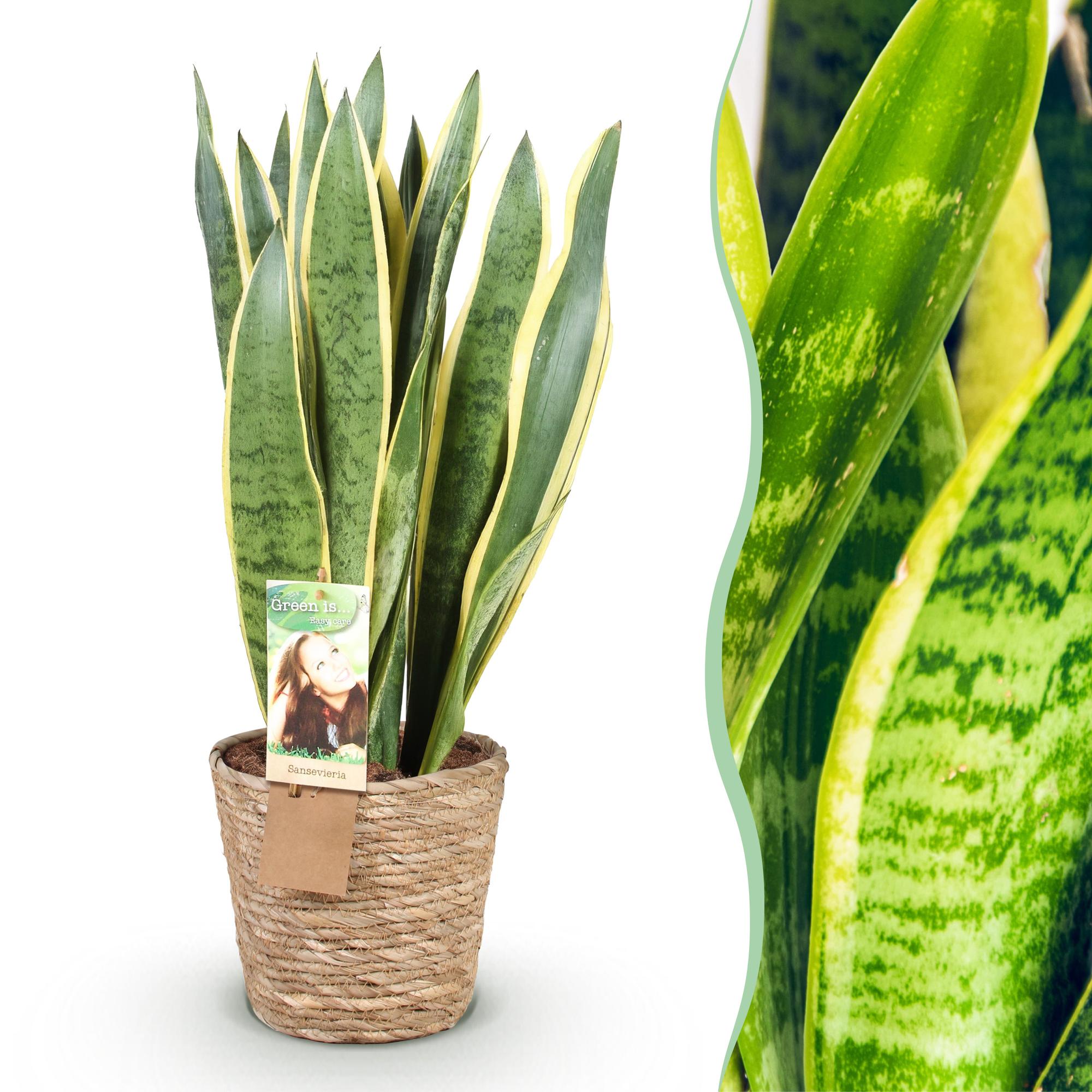 Green boutiQ - Zimmerpflanzen - Sansevieria Laurentii- Schwiegermutterzunge - Pflegeleicht - mit Korb - Grün - Gelb - 1 Pflanze - Topf 21cm - Höhe 70-80cm