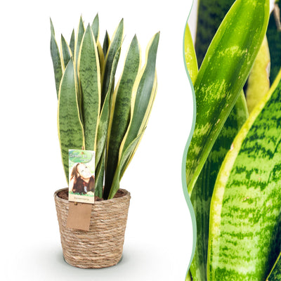 Sansevieria Laurentii mit Korb - Pflegeleicht & Dekorativ