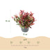 GreenboutiQ - Gartenpflanze - Leucothoe Colour Diamond - Bunt - 1 Pflanze - Immergrün - Wenig Pflege - Topf 17cm Höhe 45cm Bild 3