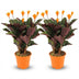 Calathea Crocata - 2 Stück - Ø 14 cm - Höhe: 40 - 45cm Bild 1