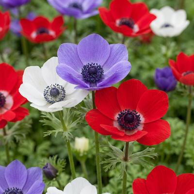 30x Anemone de Caen Mix - Bunte Frühlingsblüher für Ihren Garten