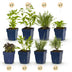 GreenboutiQ Duftendes Staudenpaket: 24 Pflanzen für 3 m², wenig Pflege Bild 1