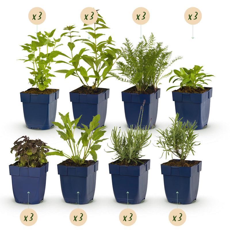 GreenboutiQ Duftendes Staudenpaket: 24 Pflanzen für 3 m², wenig Pflege