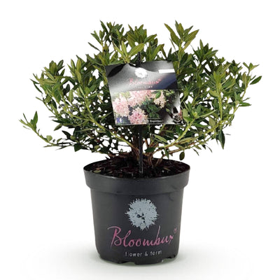 Zwerg-Rhododendron 'Bloombux Light Pink' - Hellrosa Blüte, pflegeleicht
