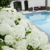 Strong Annabelle Hydrangea in 19cm Pot – White Blossom Splendor Bild 3