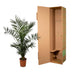 Canary Island Date Palm Phoenix Canariensis, 140 cm, Ø21cm Bild 4