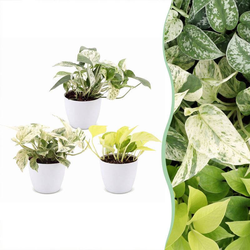 3x Epipremnum Tricolour Trio: Gelb-Grün-Creme, inkl. weißem Topf