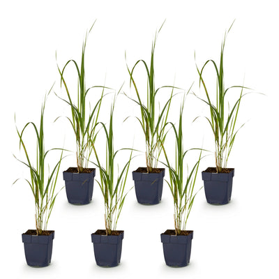 Green boutiQ - Gräser - Molinia arund. Karl Foerster - Rohrglanzgras - Mit Blüte - Grün - 6 Pflanzen - Topf 11cm - Höhe 15-25cm