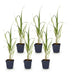 Green boutiQ - Gräser - Molinia arund. Karl Foerster - Rohrglanzgras - Mit Blüte - Grün - 6 Pflanzen - Topf 11cm - Höhe 15-25cm Bild 2