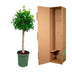 Ficus Nitida auf Stamm – 130 cm – Eleganter Blickfang für Ihr Zuhause Bild 4