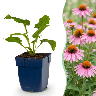 Green boutiQ - Staude - Echinacea purp. Magnus - Sonnenhut - Bienen- und Schmetterlingsanzieher - Rosa - 24 Pflanzen - Topf 11cm - Höhe 15-25cm