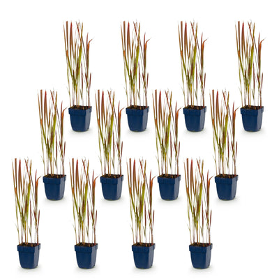 Green boutiQ - Grasses - Imperata cylindrica Red Baron - Japanese Blood Grass - Red Runners - Red - 1 Plant - Pot 11cm - Height 15-25cm