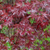 Japanischer Ahorn 'Bloodgood' – Rote Blätter, 2er-Set, 70cm Bild 6