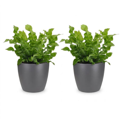Green boutiQ - Asplenium Crispy Wave - Krauser Wellenfarn - 2 Pflanzen - mit Potter Grijs - Topf 12cm - Höhe - 30cm