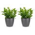 Green boutiQ - Asplenium Crispy Wave - Krauser Wellenfarn - 2 Pflanzen - mit Potter Grijs - Topf 12cm - Höhe - 30cm Bild 2