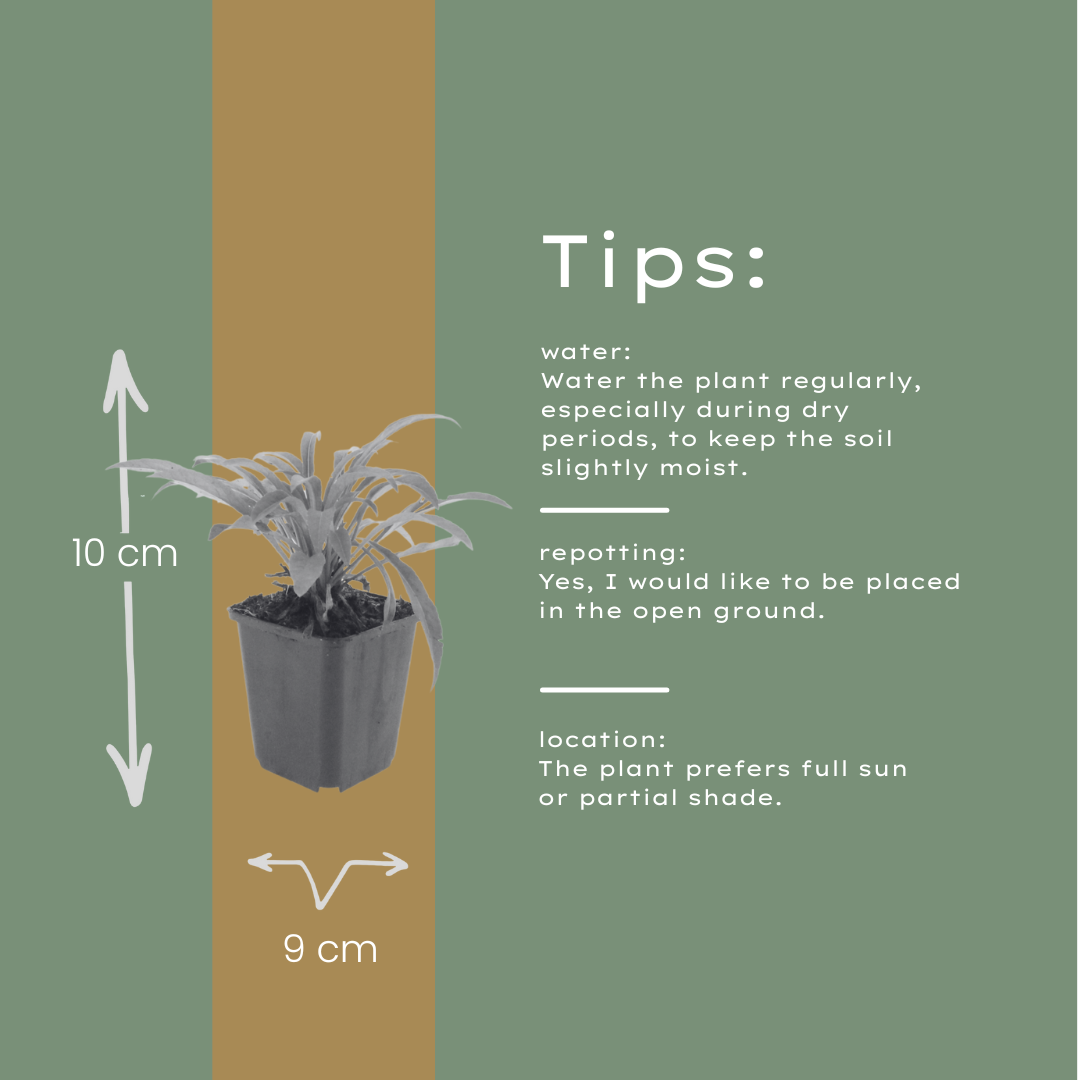 12x Campanula pers. 'Coerulea' - Glockenblume, 10-25cm, Ø9cm Topf