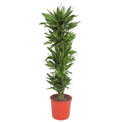 Dracaena Golden Coast – 200 cm – Ø34 – Eleganter Blickfang für Ihr Zuhause